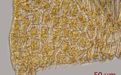 Entodon macropodus (Hedw.) C. Muell., 1845 狹葉絹苔