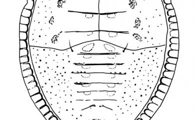 Aleuroclava latus Takahashi, 1934 側棒粉蝨