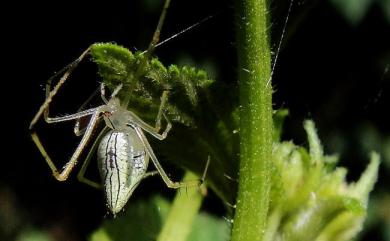 Meotipa argyrodiformis (Yaginuma, 1952) 小高金姬蛛