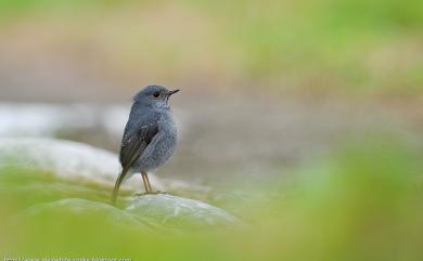 Phoenicurus fuliginosus affinis (Ogilvie-Grant, 1906) 鉛色水鶇(台灣亞種)