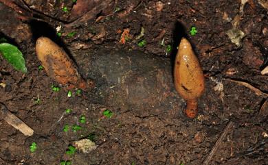 Xylaria telfairii (Berk.) Fr. 泰菲爾氏炭角菌