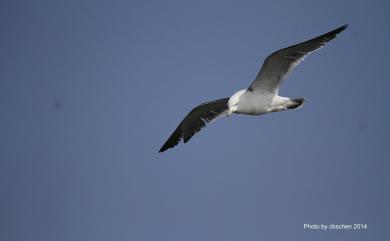 Larus crassirostris Vieillot, 1818 黑尾鷗