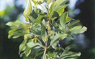 Neolitsea hiiranensis 南仁新木薑子