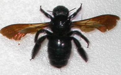 Xylocopa tranquebarorum (Swederus, 1787) 銅翼眥木蜂