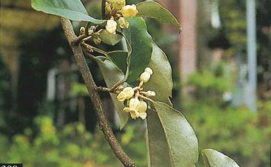 Elaeagnus thunbergii Servett. 鄧氏胡頹子