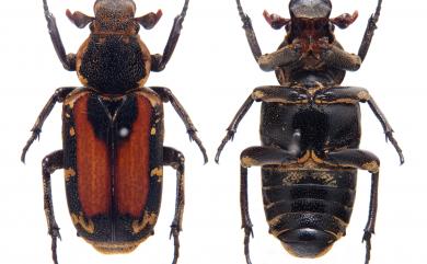 Clinterocera nigra (Kano, 1931) 臺灣跗花金龜