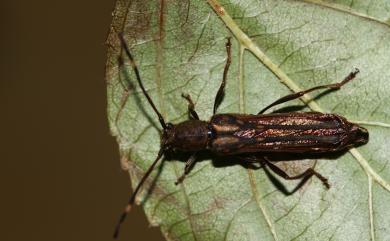 Thranius multinotatus signatus Schwaezer, 1925 黃紋細翅天牛