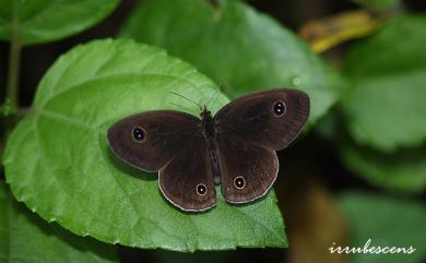 Ypthima esakii wangi Lee, 1998 王氏波眼蝶