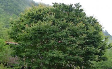 Zelkova serrata (Thunb.) Makino 櫸