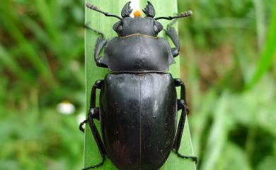 Odontolabis siva parryi 鬼艷鍬形蟲