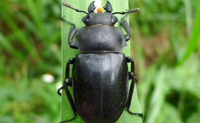 Odontolabis siva parryi Boileau, 1905 鬼艷鍬形蟲