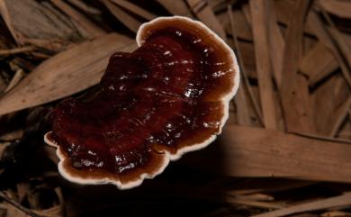 Ganoderma orbiforme 拱狀靈芝