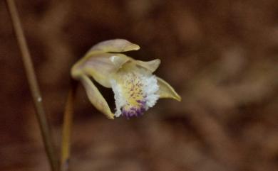 Lecanorchis japonica Blume 日本皿柱蘭