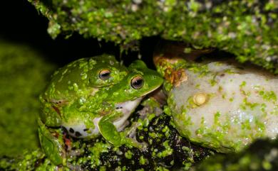 Zhangixalus moltrechti (Boulenger, 1908) 莫氏樹蛙