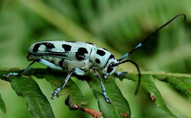 Paraglenea swinhoei Bates, 1866 黑紋蒼藍天牛