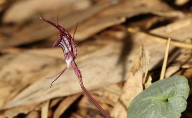 Corybas puniceus 豔紫盔蘭