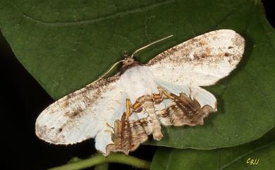 Europlema semibrunnea (Pagenstecher, 1888) 散紋雙尾蛾