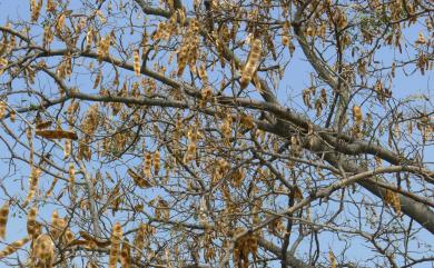 Albizia lebbeck (L.) Benth. 大葉合歡