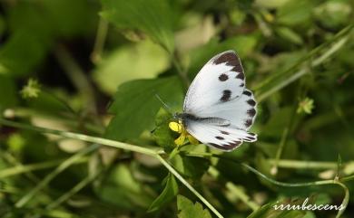 Pieris canidia (Linnaeus, 1768) 緣點白粉蝶