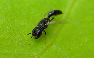 Tiphiidae 小土蜂科