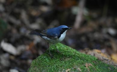 Larvivora cyane bochaiensis (Shulpin, 1928) 藍歌鴝(東南亞種)