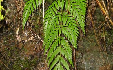 Cibotium taiwanense C.M.Kuo 臺灣金狗毛蕨