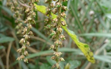 Stachyurus himalaicus Hook.f. & Thomson ex Benth. 通條樹