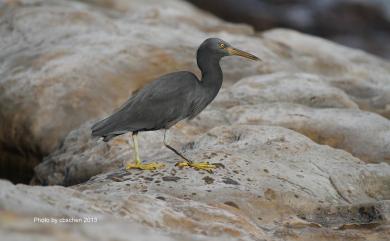 Egretta sacra sacra (J. F. Gmelin, 1789) 岩鷺