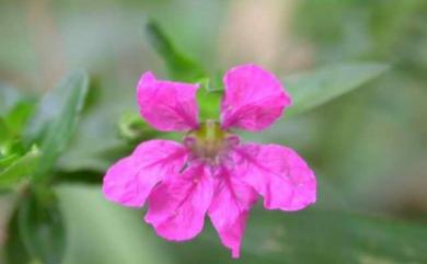 Cuphea hyssopifolia 細葉雪茄花