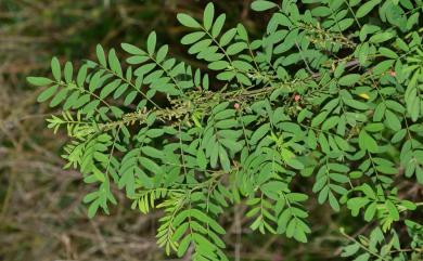 Indigofera tinctoria L. 木藍