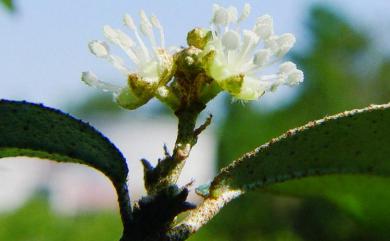 Croton cascarilloides 裏白巴豆