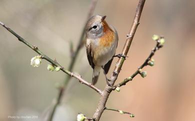 Ficedula parva (Bechstein, 1792) 紅胸鶲