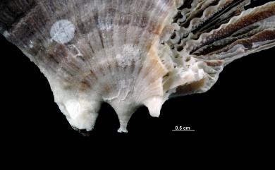 Rhizotrochus flabelliformis Cairns, 1989 扇形根輪珊瑚