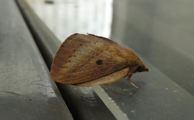 Euthrix nigropuncta (Wileman, 1910) 淡紋斜帶枯葉蛾