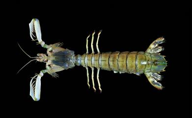 Harpiosquilla indica Manning, 1969 印度猛蝦蛄