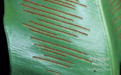 Asplenium antiquum Makino 山蘇花