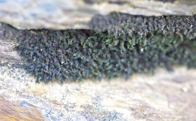 Grimmia elongata G. Kaulf., 1816 長枝紫萼苔