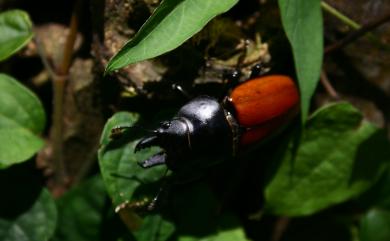 Neolucanus swinhoei Bates, 1866 紅圓翅鍬形蟲