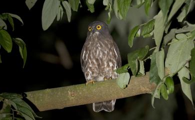 Ninox japonica totogo (Momiyama, 1930) 褐鷹鴞(留鳥亞種)