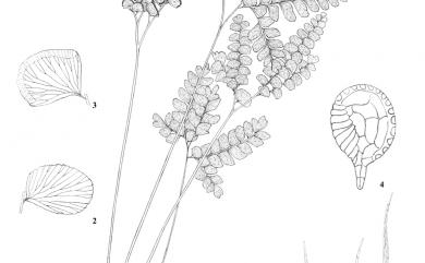 Adiantum flabellulatum L. 扇葉鐵線蕨