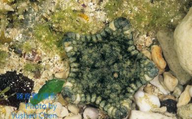 Culcita novaeguineae Müller & Troschel 麵包海星