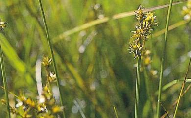 Carex nubigena D.Don 聚生穗序薹