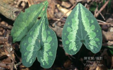 Asarum macranthum Hook.f. 大花細辛