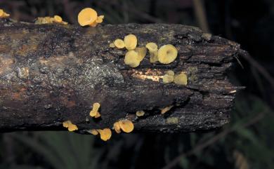 Dacrymycetaceae 花耳科