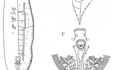 Aleuromarginatus shihmenensis Ko, 1995 石門緣粉蝨