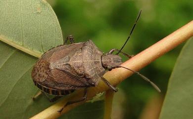 Cappaea taprobanensis (Dallas, 1851) 格椿象