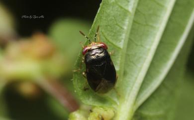 Geocoris varius (Uhler, 1860) 寬大眼長蝽
