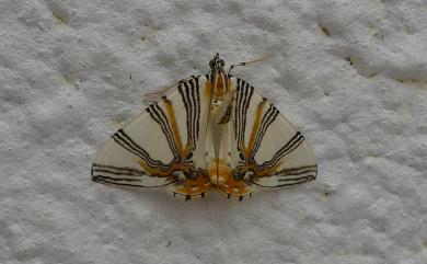 Callabraxas convexa (Wileman, 1912)