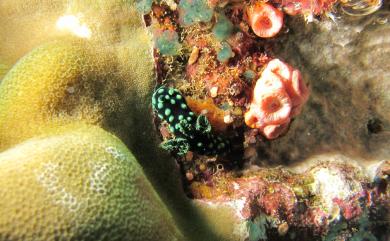 Nembrotha cristata Bergh, 1877 雞冠多角海蛞蝓