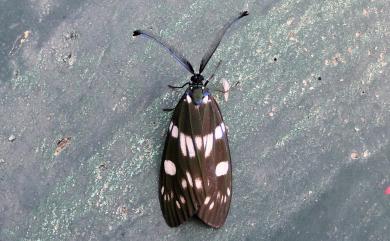 Eterusia aedea formosana Jordan, 1907 蓬萊茶斑蛾